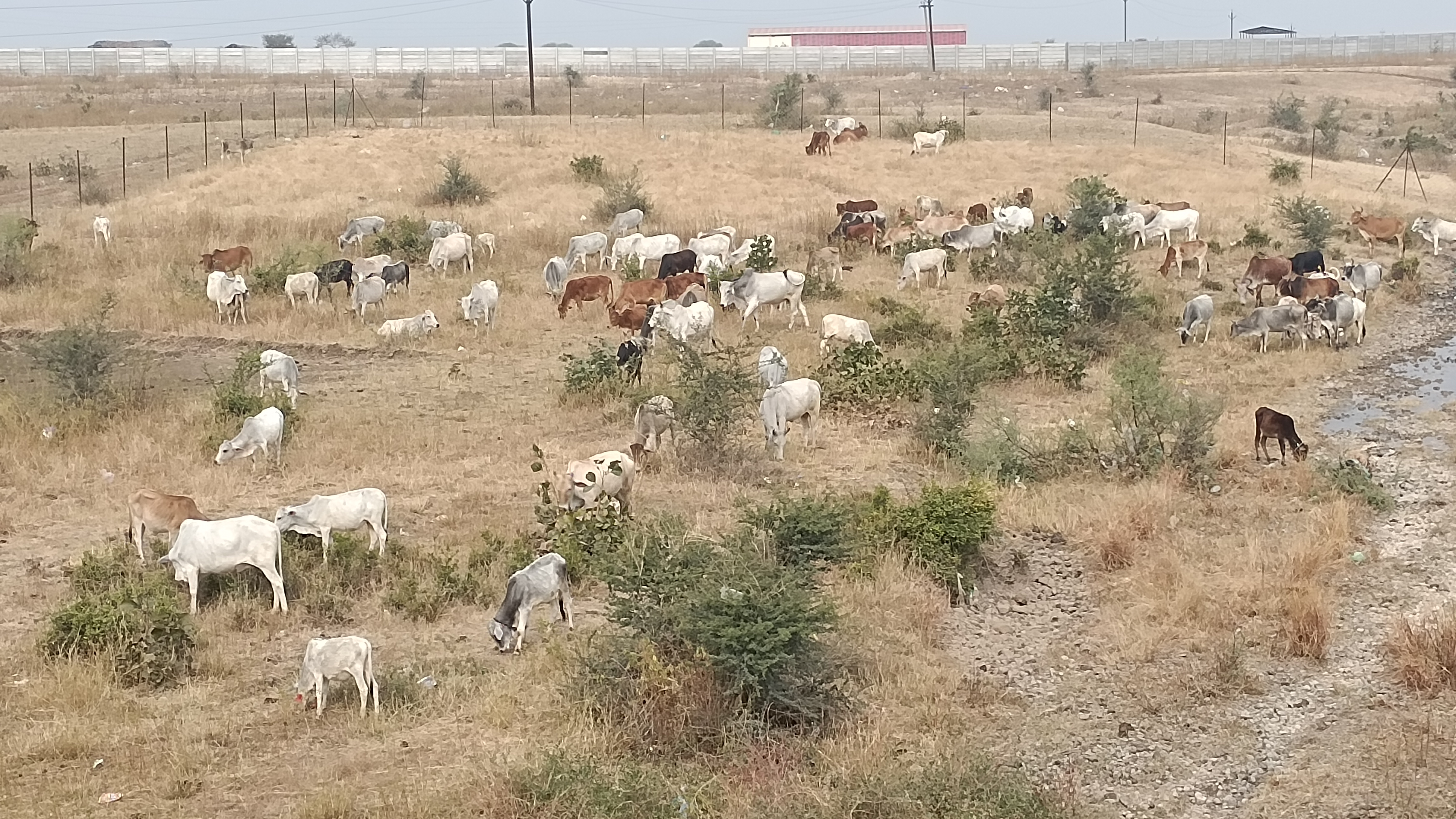 गौशाला 24